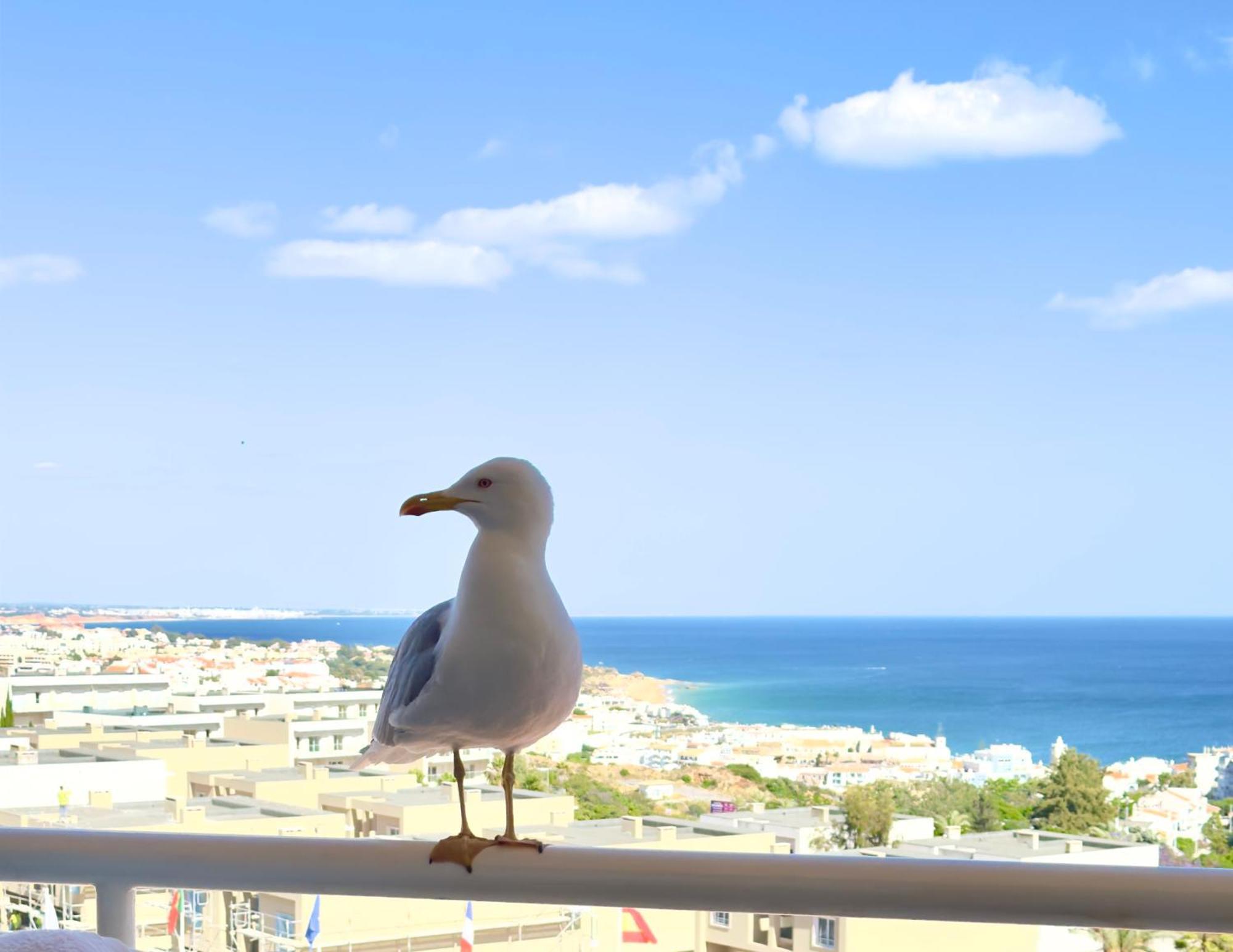 Apartment Les 3 Dauphins In Albufeira Ngoại thất bức ảnh